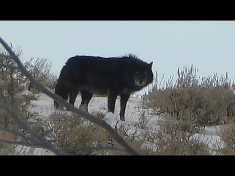 The Magnificent Wapiti Pack in Yellowstone. These wolves are so entertaining to watch - every wolf!