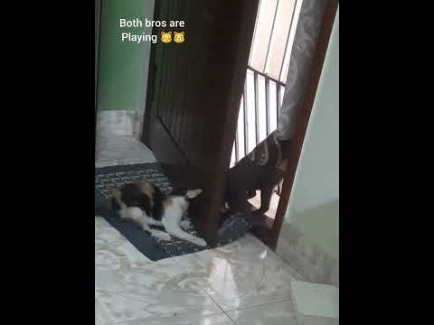 Hide and seek cats 🐈 || Cats playing very happily || Exciting cats