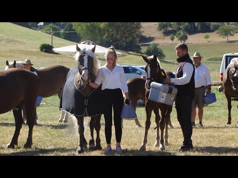 Goldfohlenparade und Siegerehrung - Kaltblut Fohlenschau Kohlenbach am 13.08.2022