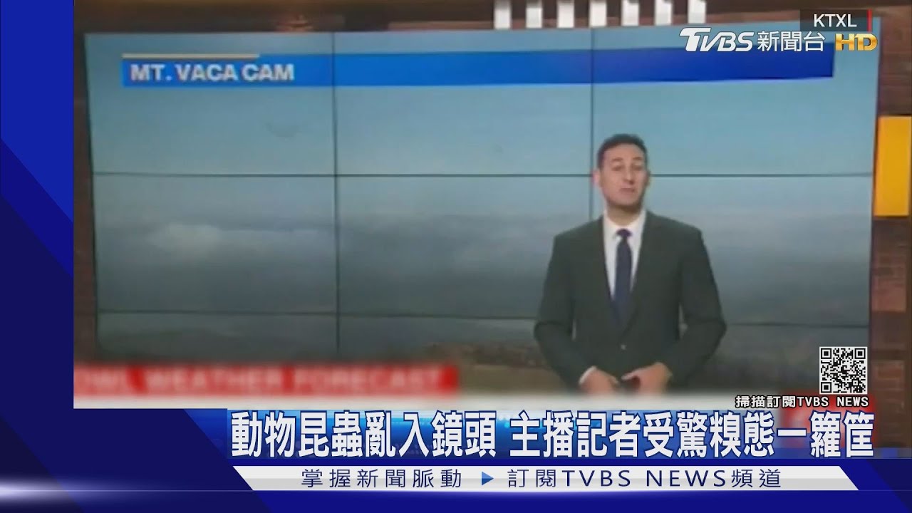 動物昆蟲亂入鏡頭 主播記者受驚糗態一籮筐