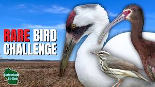 I Went Searching For RARE Birds In Wisconsin!
