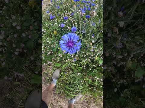 Die Kornblume (Centaurea cyanus): Ein ökologisches Kraftwerk für deinen Naturgarten