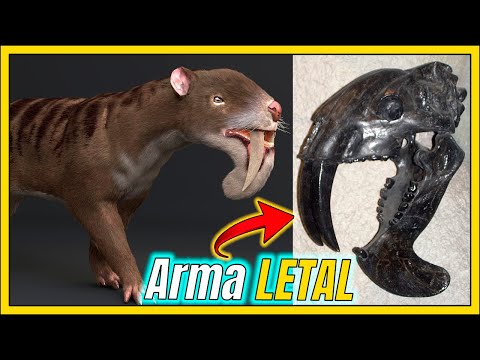 TUDO sobre o THYLACOSMILUS: MARSUPIAL DENTES-DE-SABRE?