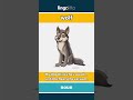 wolf (noun) - definition and usage in English