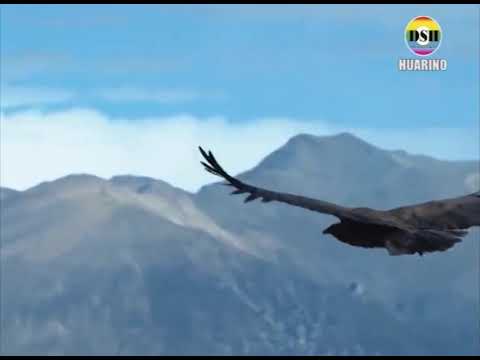 AMANECER ANCASHINO  GORRIÓN ANDINO