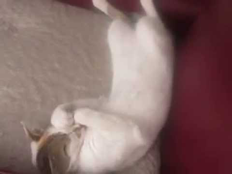 Cat sleeping like a baby