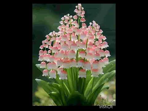 BEAUTIFUL DIFFERENT FLOWERS SO AMAZING VIDEO