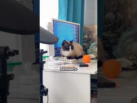 Пин кот. Автор видео: @ulialol_55 Смешные комментарии.  #юмор #мемас #мемы #мем