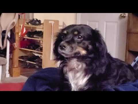 YouTube video about: How to get my dog to stop hyperventilating?