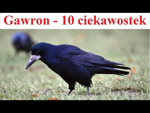 Gawron - 10 ciekawostek