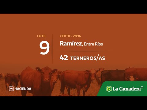 Lote Terneros/as en Ramirez