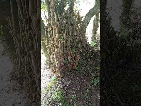 Senderismo en San José de Miranda Santander