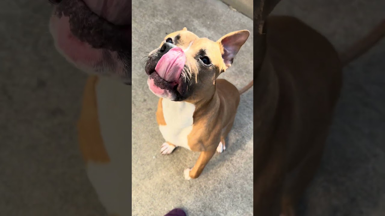 Chili Bits video preview