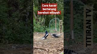 Download lagu Cara kacer bertarung Adu Vokal sampai teler #shorts #kacer #kacermania mp3 Download lagu Cara kacer bertarung Adu Vokal sampai teler #shorts #kacer #kacermania mp3