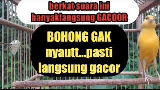Download lagu KENARI BETINA MEMANGGIL JANTAN..dengarkan ke kenari anda LANGSUNG GACOOOOOR mp3