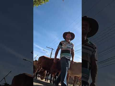 OS CARREIROS EM BORDA DA MATA-MG
