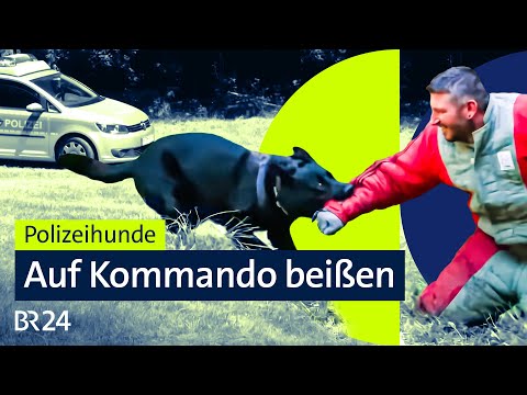 Beißen, Suchen, Retten - die schwierige Ausbildung zum Polizeihund | Die Story | Kontrovers | BR24