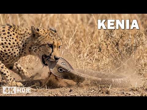 The Kingdom of the Great Predators of the Savanna