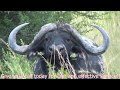 Africa Game Farm Estates