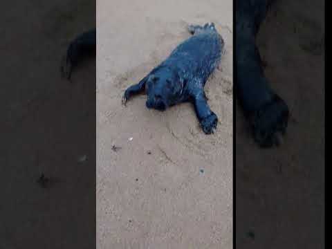 Angry Blue Seals of Plum Island