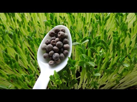 How to Grow Green Peas Shoots - Pea Sprouts Video
