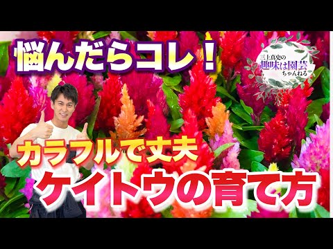 園芸 メデューサの頭のトウダイグサ