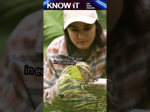 10 Marvelous Facts About Ecotones #ecotones #shortsviral