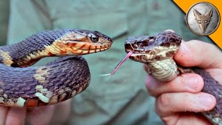 Cottonmouth vs Water Snake!