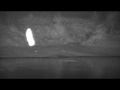 Djuma: Duiker working up courage to get drink at the dam - 18:21 - 09/30/21