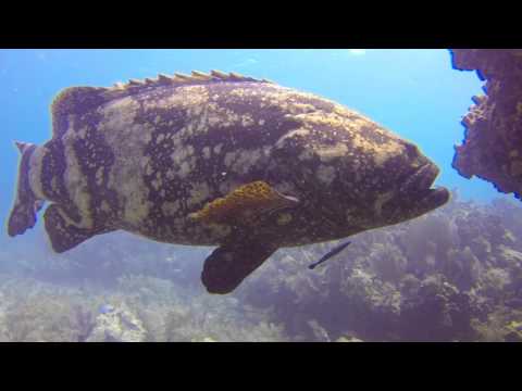 ABC 2014 - Key Largo