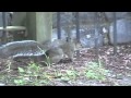 Squirrel Pees In Slow Motion YouTube