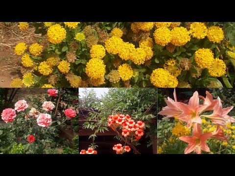 my garden flowers. #charmi #gardening #flowers #nature
