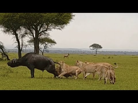 Lion Pride Effortlessly Hunt Massive Buffalo