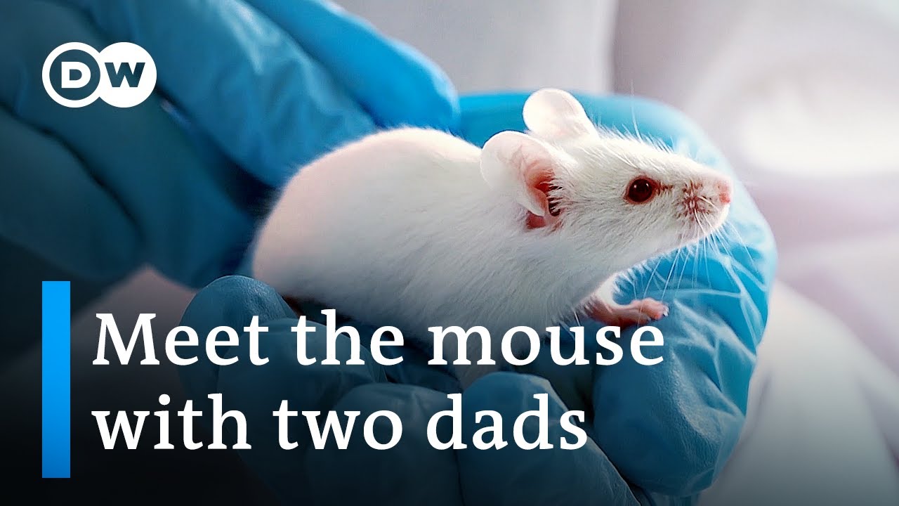 How scientists in Japan bred mice with two fathers | DW News