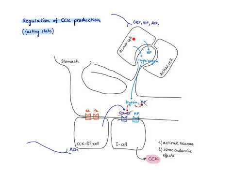 Brandl’s Basics: Production and regulation of CCK (cholecystokinin)