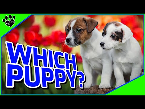 How to Choose a Puppy - How to Pick the Perfect Puppy from the Litter