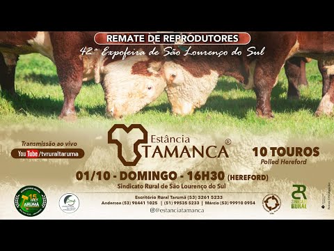 Remate de Reprodutores - Estância Tamanca