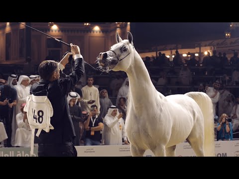 AL WAJBA STUD ACHIEVEMENTS - 2023 World Arabian Horse Championship