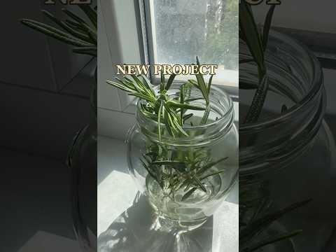 ローズマリーダフネ 植物