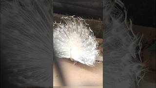 Download lagu #pekok #shorts #viral mp3 Download lagu #pekok #shorts #viral mp3