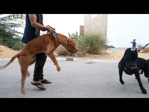 pitbull vs Cane Corso