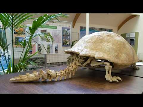 FOSSIL DISCOVERIES That Will Change Your View of the Past — Prehistoric Animals