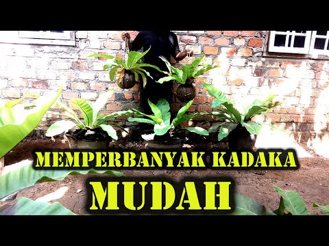 CARA MUDAH Memperbanyak Kadaka  / Paku Sarang Burung (asplenium Nidus)