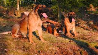 preview picture of video 'NorthStar Boerboel.wmv'