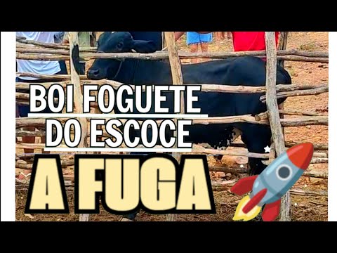3° do Boi foguete do escoce versus equipe de João Pedro de Trairi Ceará boi foguete 🚀 foi embora 