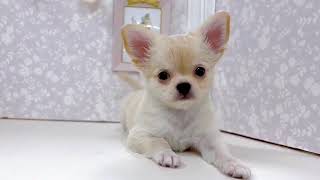 チワワ（ロング）の動画01