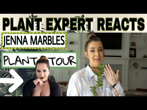 Plant Expert Reacts to Jenna Marbles Houseplant Tour