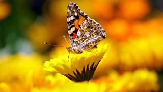 Iron Butterfly  *Flowers and Beads*  &  *Soldier in our town*