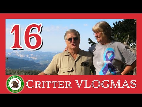 Critter VLOGMAS #16 | A visit to Tyner's Grooming for Susan's Birthday!