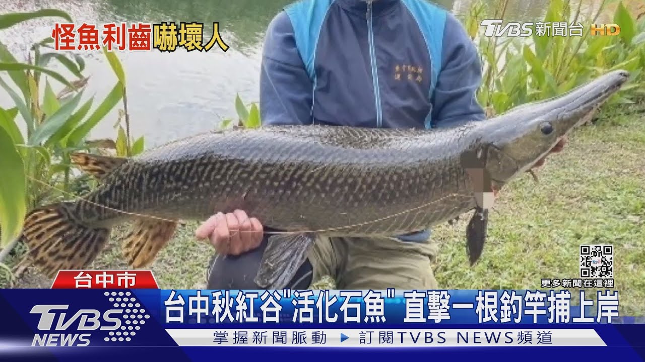 台中秋紅谷「活化石魚」 直擊一根釣竿捕上岸